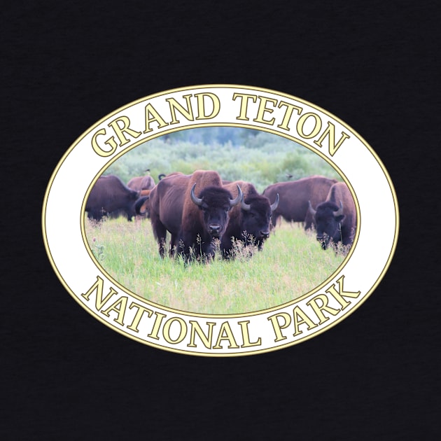 Buffalo / Bison at Grand Teton National Park in Wyoming by GentleSeas